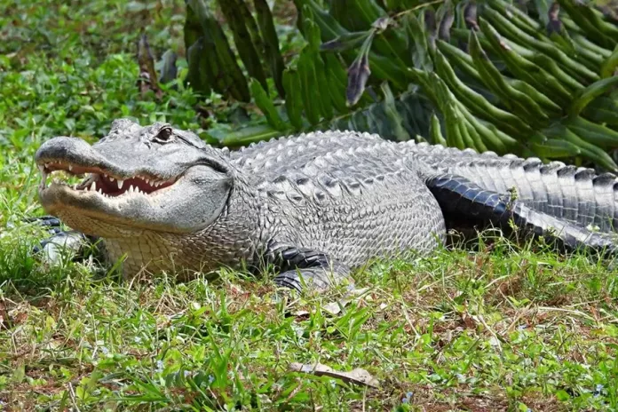Фізичні особливості алігатора