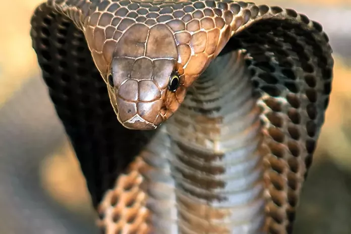 Еволюція кобр