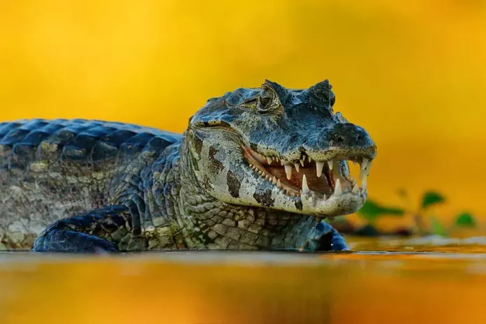 Порівняння кайманів та інших крокодилових