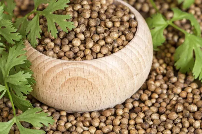 Пряность кориандр