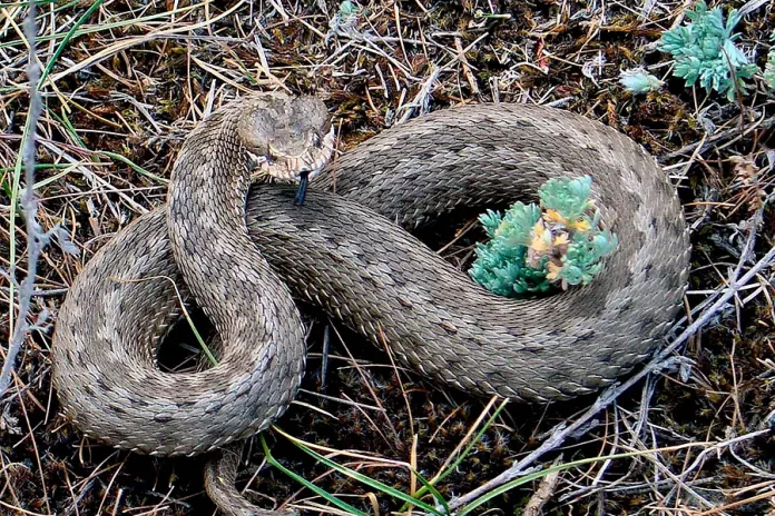 Гюрза та її роль в екосистемі