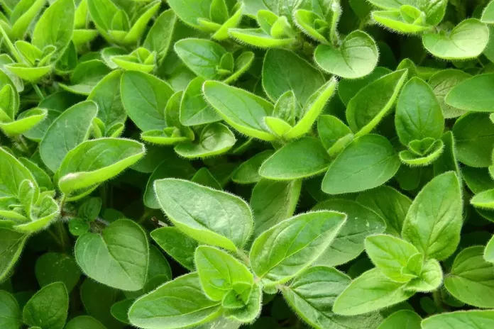 Пряность майоран