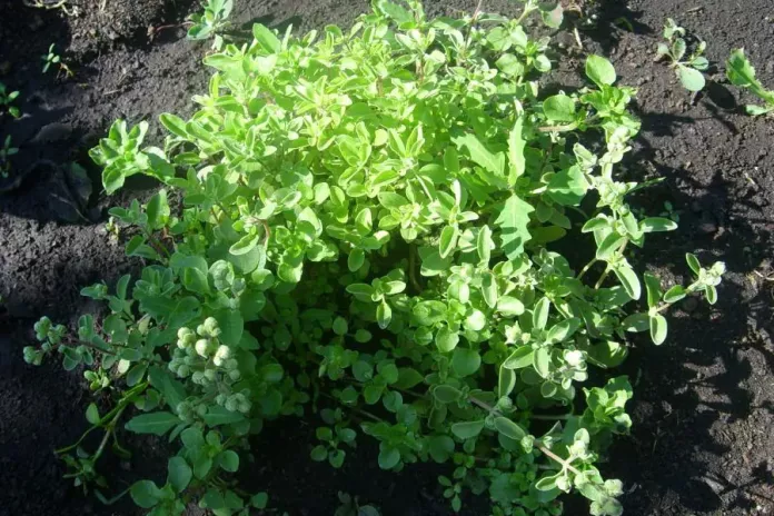 Выращивание специи майоран