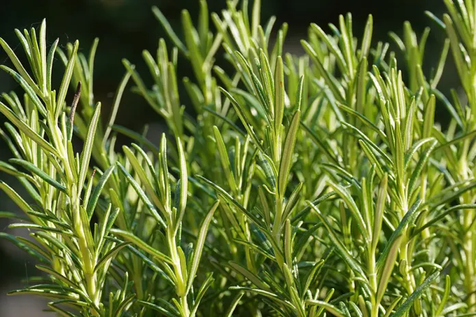 Пряность розмарин