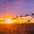 History of barbed wire 